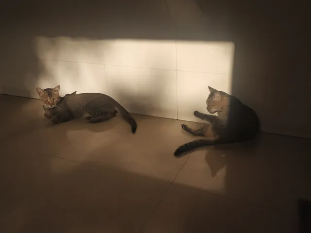 HBCSE cats